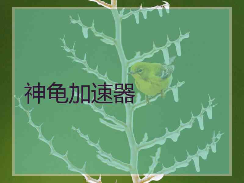 神龟加速器